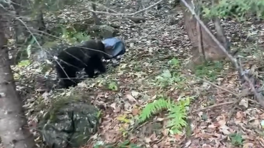 Pui de urs blocat cu capul într-un rezervor metalic, salvat / Alarma a fost dată de o persoană care se afla în drumeţie – VIDEO