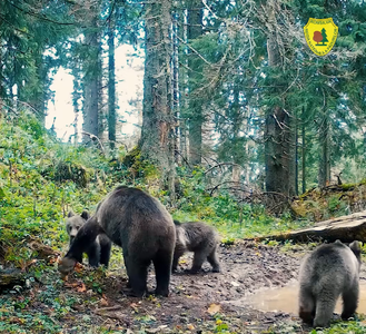 Ursoaică grijulie cu cei trei pui ai ei, surprinsă în imagini în Parcul Natural Apuseni / Toamna, urşii adună rezerve de grăsime, pregătindu-se pentru somnul de iarnă - VIDEO 