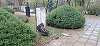 Mai multe busturi din Parcul Central Scudier din Timişoara au fost vandalizate/ Poliţia a deschis dosar penal - FOTO