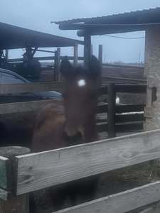 Asociaţia pentru Protecţia Animalelor Măriuţa, care îngrijeşte peste 1.300 de animale, apel disperat: Zile fără hrană / Ştefănuţ, mânzul orb, a aşteptat toată ziua o minune care nu s-a întâmplat / Cum se pot face donaţii pentru salvarea animalelor

