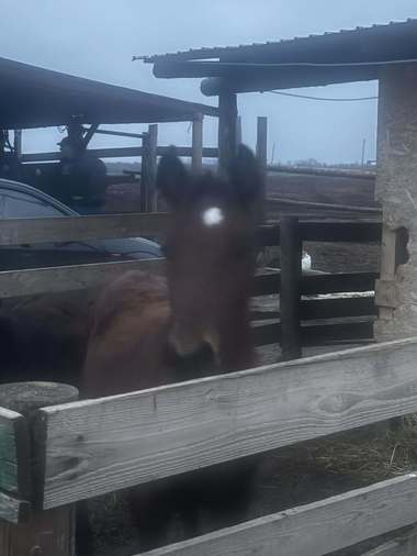 Asociaţia pentru Protecţia Animalelor Măriuţa, care îngrijeşte peste 1.300 de animale, apel disperat: Zile fără hrană / Ştefănuţ, mânzul orb, a aşteptat toată ziua o minune care nu s-a întâmplat / Cum se pot face donaţii pentru salvarea animalelor

