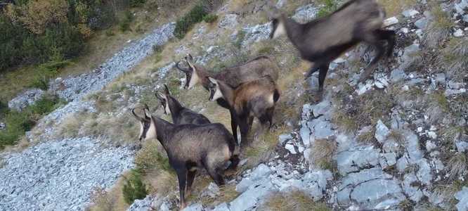 Evaluare a populaţiei de capră neagră, în Retezat/ Romsilva: Faptul că o putem observa în continuare pe crestele Retezatului înseamnă că ecosistemele încă funcţionează