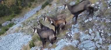 Evaluare a populaţiei de capră neagră, în Retezat/ Romsilva: Faptul că o putem observa în continuare pe crestele Retezatului înseamnă că ecosistemele încă funcţionează