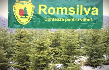 Romsilva scoate la vânzare peste 16.000 de pomi de Crăciun/ Preţuri între 17 şi 39 de lei, pentru achiziţia directă de la ocoalele silvice