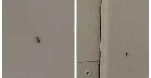 Insecte filmate în baia unui spital din Sebeş, judeţul Alba. Managerul unităţii sanitare spune că „a fost vorba despre un singur gândac, un pui”
