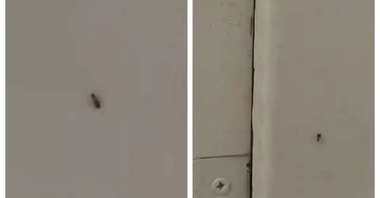 Insecte filmate în baia unui spital din Sebeş, judeţul Alba. Managerul unităţii sanitare spune că „a fost vorba despre un singur gândac, un pui”
