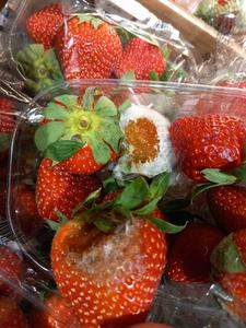 ANPC a verificat peste 1.600 de operatori economici în această săptămână şi a dat amenzi de şapte milioane de lei / Au fost găsite produse vegetale cu mucegai, peşte recongelat şi echipamente uzate