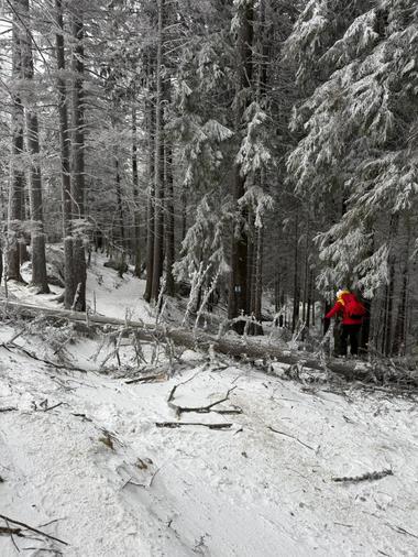 Pericol pe traseele montane, după ce vântul puternic a afectat stabilitatea unor copaci. Recomandările salvamontiştilor - FOTO, VIDEO
