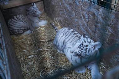 Unul din cei doi tigri albi de la Grădina Zoologică din Craiova a murit/ Anunţul, făcut de societatea care administrează parcul Zoo la două săptămâni de la deces, după ce informaţia a apărut în presa locală/ Cauza morţii animalului