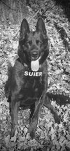 Câinele poliţist Şuier, considerat la un moment dat emblema MAI, a murit