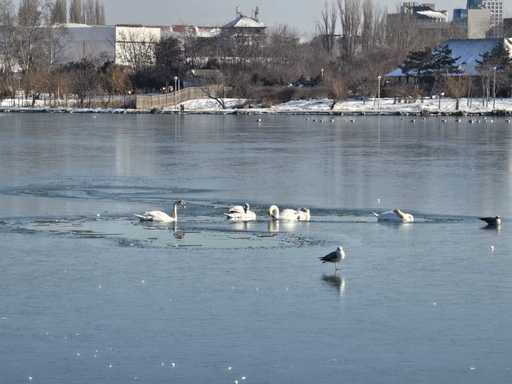 Lebede blocate în gheaţă, pe un lac din Constanţa / În Bihor, un câine a căzut în apa Crişului Repede, după ce gheaţa a cedat sub greutatea lui / Au intervenit pompierii – FOTO / VIDEO