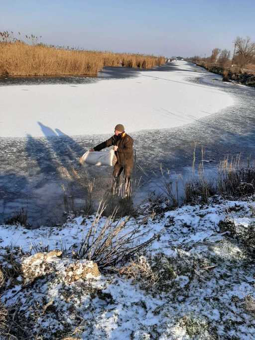 Specialiştii ARBDD au asigurat hrana pentru păsările sălbatice din Delta Dunării / Au fost împrăştiate cereale pe suprafaţa îngheţată - FOTO, VIDEO

