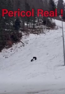Ursoaică şi pui, în zona pârtiei Lupului din Poiana Braşov/ Recomandările jandarmilor - VIDEO