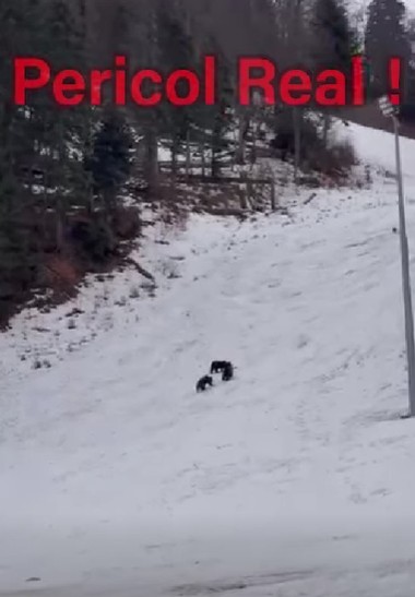 Ursoaică şi pui, în zona pârtiei Lupului din Poiana Braşov/ Recomandările jandarmilor - VIDEO