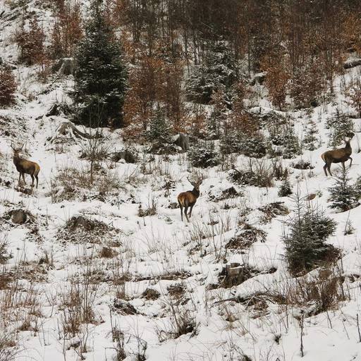 Capre negre şi un urs, surprinse în imagini pe culmile înzăpezite ale Masivului Giumalău - FOTO