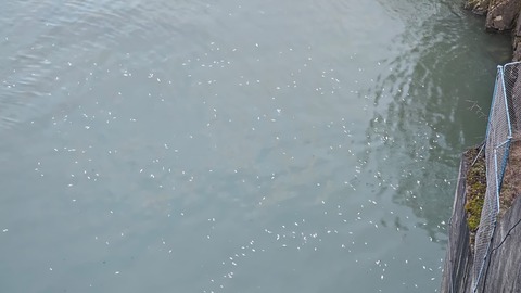 Verificări ale autorităţilor după ce, în aval de Barajul Reconstrucţia din municipiul Piatra-Neamţ, au fost găsiţi peşti morţi/ Au fost luate probe de apă şi din peştii găsiţi, urmând a fi analizate