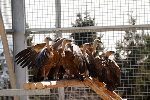 Primele 25 de exemplare de vultur sur (Gyps fulvus) au ajuns în Masivul Făgăraş - FOTO
