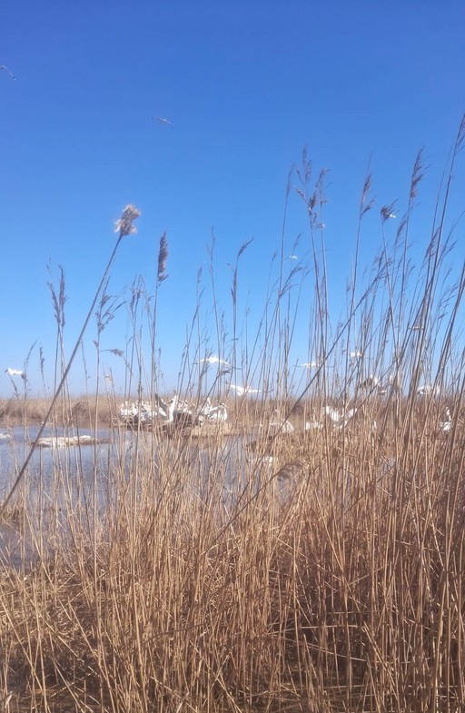 Nouă generaţie de pelican creţ, în Delta Dunării / Zeci de cuiburi cu ouă, monitorizate de specialişti / Specia, periclitată la nivel mondial, protejată în Deltă - FOTO