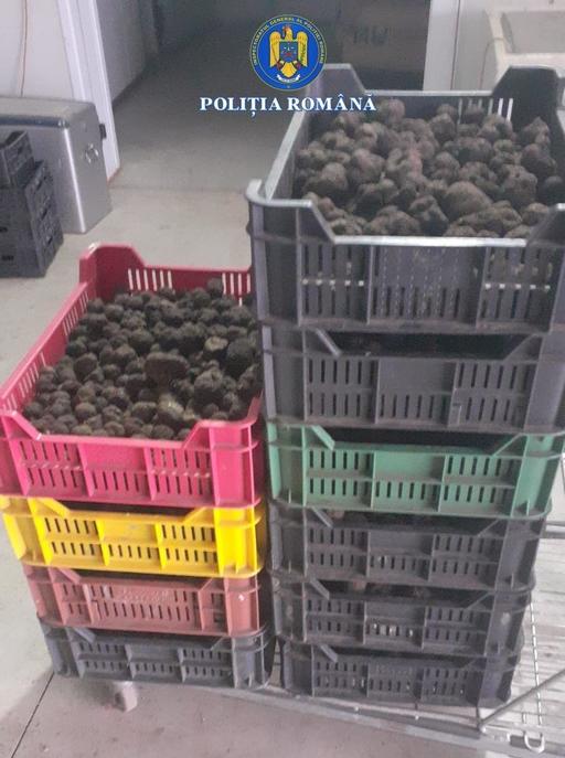 Afaceri ilegale cu trufe şi fructe de pădure de peste 13 milioane de lei, descoperite în urma unor controale comune ale Gărzii de Mediu, ANAF şi Poliţiei