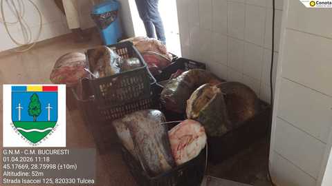Aproximativ 500 de kilograme de somn cumpărat din Italia de o firmă din Braşov, confiscat de comisarii Gărzii de Mediu/ Marfa, fără documente de provenienţă, urma să fie vândută în Tulcea