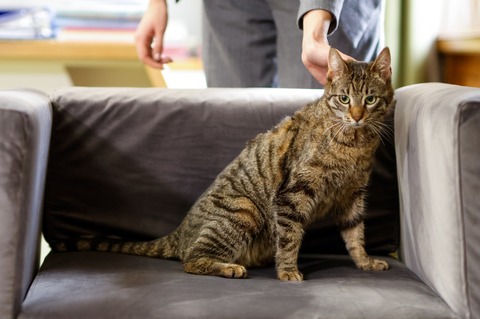 Pisică găsită în stare gravă şi salvată de Asociaţia Sache Vet, adoptată de Ministerul Mediului - FOTO