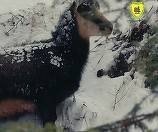 Capre negre, surprinse în imagini în timp ce se hrănesc în Parcul Naţional Piatra Craiului – VIDEO