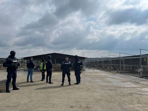 UPDATE - Percheziţii la un adăpost de animale din judeţul Suceava, după reclamaţii că sute de câini ar fi fost omorâţi / Acuzaţii aduse familiei primarului / Mesajul conducerii primăriei: Să ne susţinem oamenii şi să nu ne lăsăm dezbinaţi 