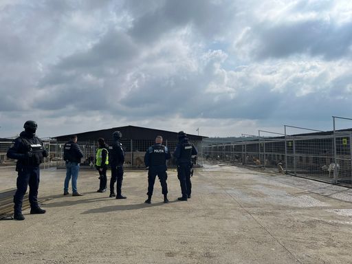 UPDATE - Percheziţii la un adăpost de animale din judeţul Suceava, după reclamaţii că sute de câini ar fi fost omorâţi / Acuzaţii aduse familiei primarului / Mesajul conducerii primăriei: Să ne susţinem oamenii şi să nu ne lăsăm dezbinaţi 