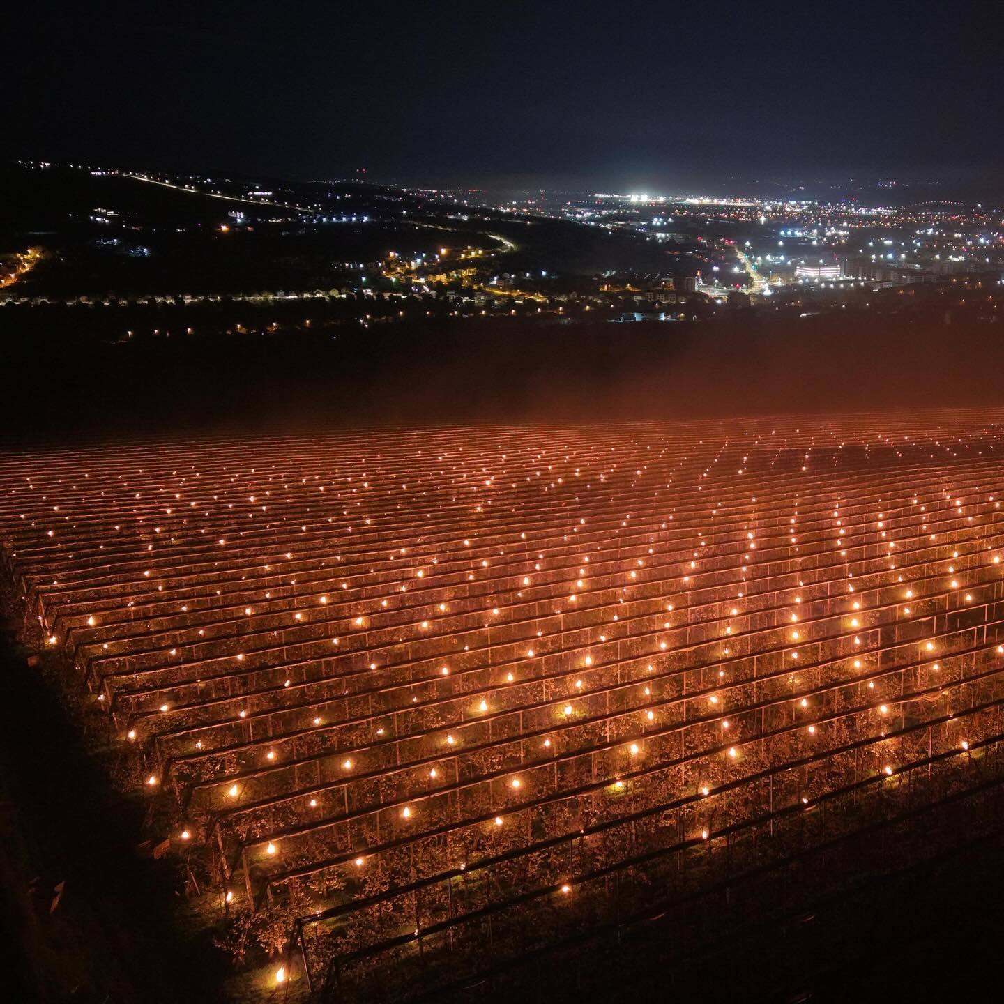 Reprezentanţii unei ferme pomicole din Cluj povestesc cât de mari sunt costurile pentru a salva de la îngheţ pomii fructiferi: Azi noapte am dat foc la 40.000 de euro. Poate v-aţi întrebat vreodată de ce cireşele sunt scumpe... - FOTO, VIDEO