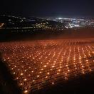 Reprezentanţii unei ferme pomicole din Cluj povestesc cât de mari sunt costurile pentru a salva de la îngheţ pomii fructiferi: Azi noapte am dat foc la 40.000 de euro. Poate v-aţi întrebat vreodată de ce cireşele sunt scumpe... - FOTO, VIDEO