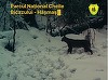 Imagini rare cu un râs, surprinse în Parcul Naţional Cheile Bicazului – Hăşmaş / ”Fantoma Carpaţilor” – numit aşa pentru că, în loc să fugă, preferă să rămână perfect nemişcat - adulmecă prin zăpadă  - VIDEO
