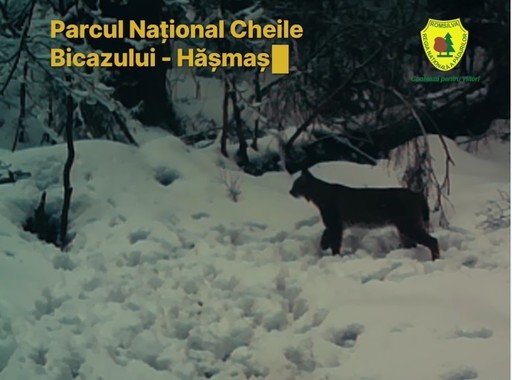 Imagini rare cu un râs, surprinse în Parcul Naţional Cheile Bicazului – Hăşmaş / ”Fantoma Carpaţilor” – numit aşa pentru că, în loc să fugă, preferă să rămână perfect nemişcat - adulmecă prin zăpadă  - VIDEO