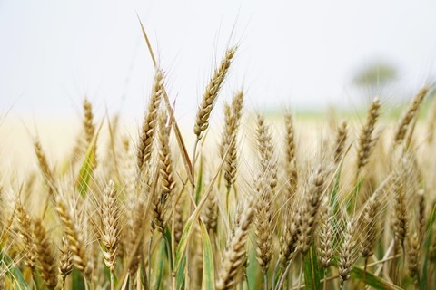 Preşedintele Romalimenta: În agricultură şi în industria alimentară, salarizarea este proastă / Salarizarea este mult taxată în România şi trebuie să mai reducem nivelul taxelor 
