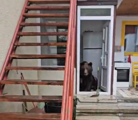 O ursoaică cu pui a intrat într-o casă din oraşul Buşteni/ Refugiaţi afară, proprietarii filmează animalele, încercând să le alunge VIDEO