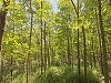 Mai mult de 40.000 de salcâmi plantaţi la Lipăneşti, ecosistem pentru albine şi animale/ Un festival cu picnic, plimbări pe malul râului Teleajen şi activităţi pentru copii
