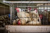Iniţiativa Cetăţenească Europeană „Opriţi era cuştilor” - Milioane de animale de fermă în UE sunt încă ţinute în cuşti/ VIDEO