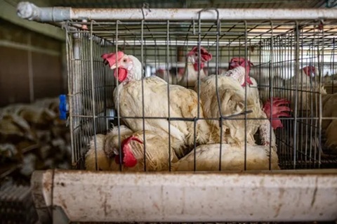 Iniţiativa Cetăţenească Europeană „Opriţi era cuştilor” - Milioane de animale de fermă în UE sunt încă ţinute în cuşti/ VIDEO