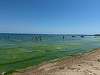 Turiştii reclamă apariţia algelor în Mamaia / Specialiştii ABADL intervin în fiecare seară pentru strângerea acestora - FOTO / VIDEO 