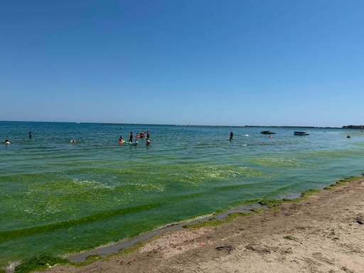 Turiştii reclamă apariţia algelor în Mamaia / Specialiştii ABADL intervin în fiecare seară pentru strângerea acestora - FOTO / VIDEO 