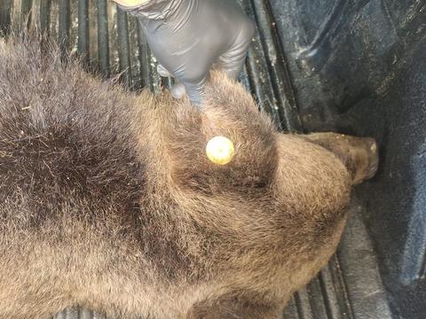 O ursoaică văzută în mod repetat în zona unui hotel din Poiana Braşov, prinsă şi eutanasiată/ Animalul fusese relocat, însă a revenit în staţiune