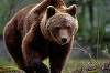 Ursoaică împuşcată în Braşov/ Animalul fusese alungat de mai multe ori din zona unui hotel din Poiana Braşov, dar măsurile nu au avut efect