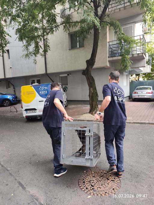 ASPA Bucureşti: 127 de câini capturaţi în doar 20 de zile / Un lucru îngrijorează însă de fiecare dată: aproape jumătate dintre câinii ajunşi în adăposturi sunt pui