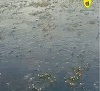 Cea mai mare efemeridă din Europa, în Parcul Natural Lunca Mureşului/ VIDEO