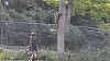 Braşov - Patru urşi din sanctuarul AMP Libearty, transferaţi în Parcul Saint Croix din Franţa