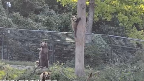 Braşov - Patru urşi din sanctuarul AMP Libearty, transferaţi în Parcul Saint Croix din Franţa