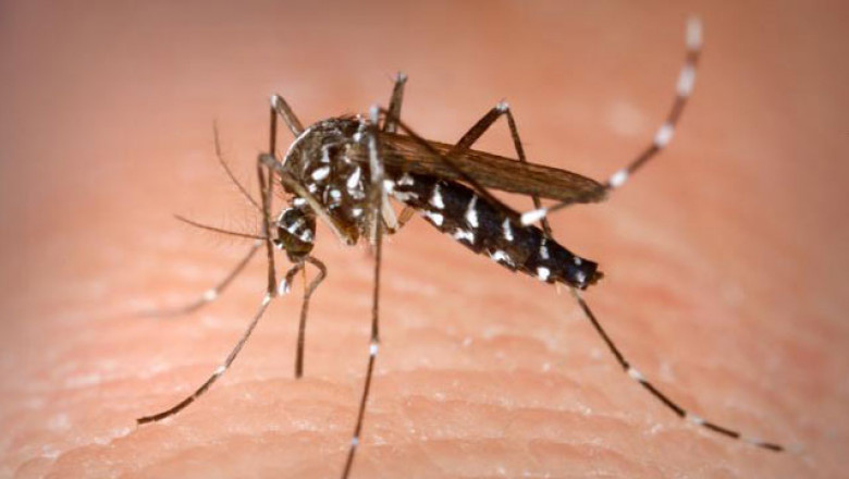 INSP: Numărul cazurilor de infecție cu virusul West Nile din acest sezon a ajuns la 10