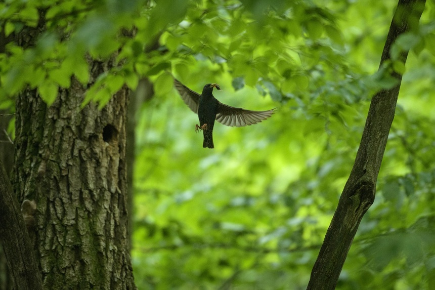 ONG-urile de mediu cer Ministerului Mediului să publice harta integrală a zonelor propuse pentru protecţie strictă: După trei ani de studii, cetăţenii au dreptul să ştie ce zone naturale valoroase au fost identificate şi ce s-a întâmplat cu ele