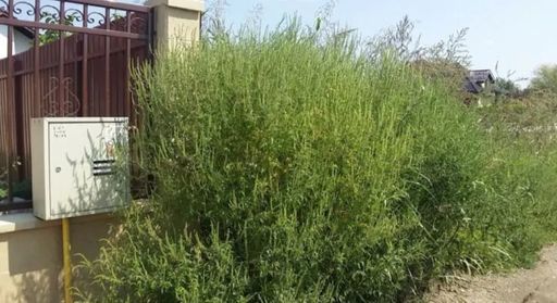 Dr. Ioana Ciucă, medic pneumolog pediatru: Alergia la ambrozie poate apărea chiar şi la copii cu vârsta mai mică de un an