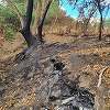 Un incendiu subteran izbucnit anul trecut în albia Mureşului Mort şi extins în această vară, din cauza secetei, a afectat aproximativ 30 de hectare de pădure din Parcul Natural Lunca Mureşului - FOTO, VIDEO