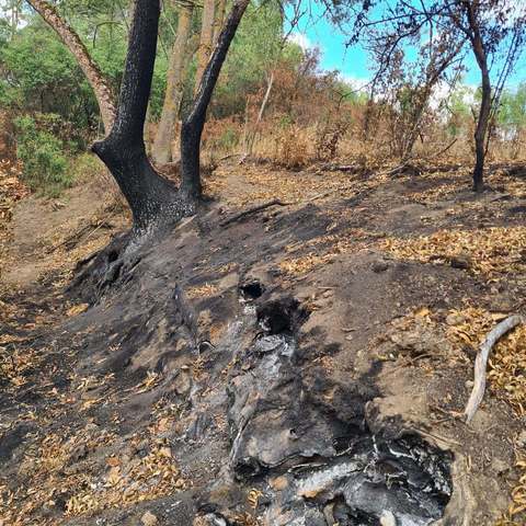 Un incendiu subteran izbucnit anul trecut în albia Mureşului Mort şi extins în această vară, din cauza secetei, a afectat aproximativ 30 de hectare de pădure din Parcul Natural Lunca Mureşului - FOTO, VIDEO
